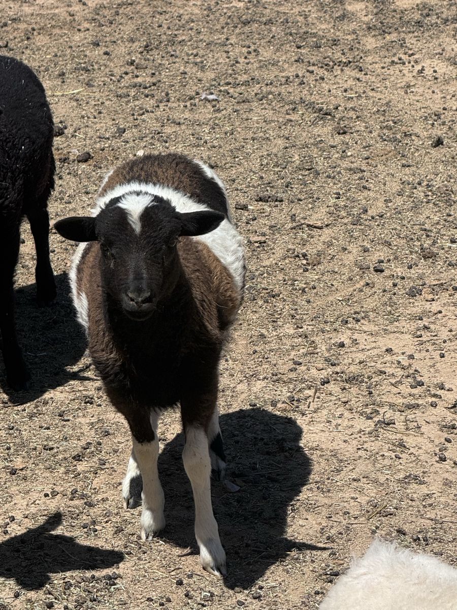 3 rams born in February