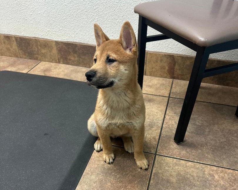 Puppy For Sale. "Shiro,."  Sesame Color, Male, Registered Shiba Inu $700 Mesa, Arizona