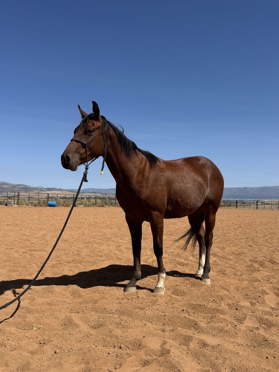 4 Year Old Gelding Started In Roping