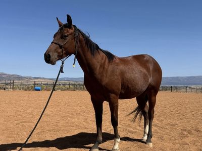 4 Year Old Gelding Started In Roping