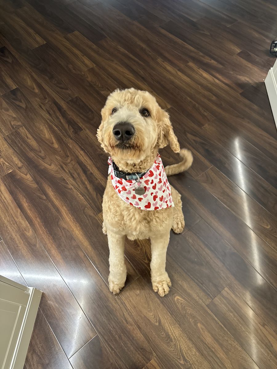 Goldendoodle, 2 Years Old, Needs Loving Home