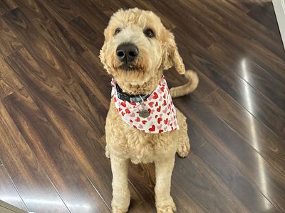 Goldendoodle, 2 Years Old, Needs Loving Home