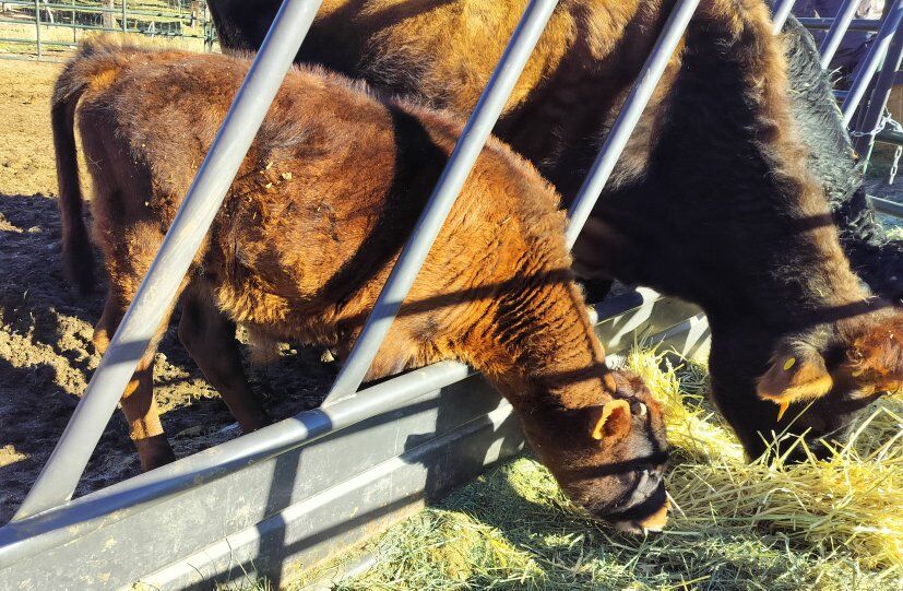 A2A2 bull Jersey/Dexter