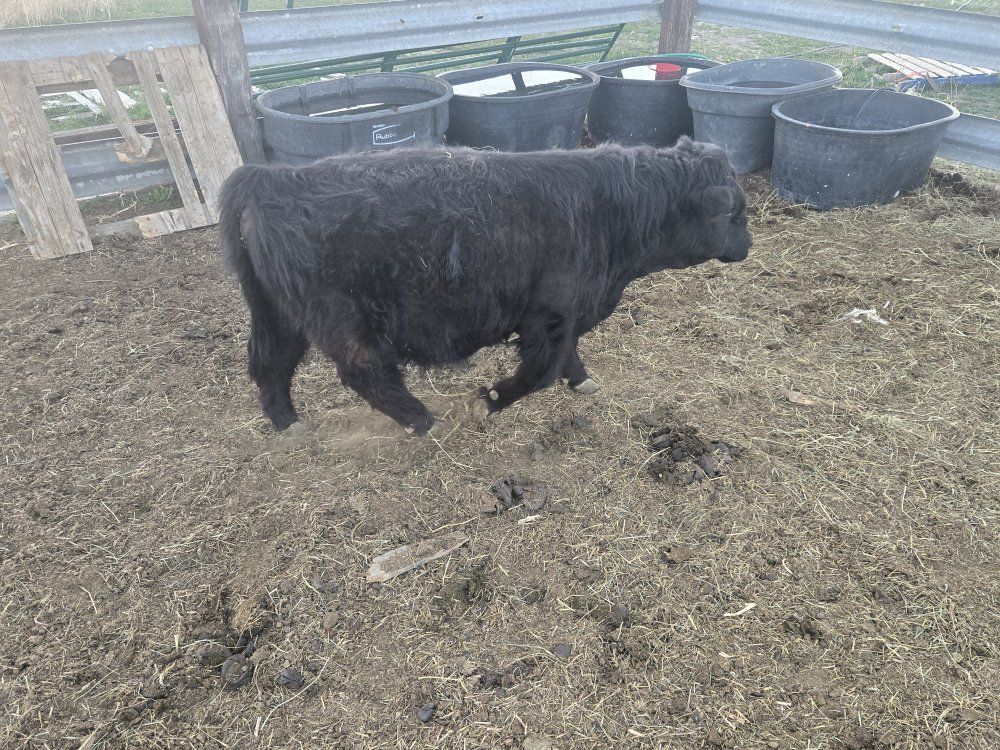 mini bull Scottish highlander