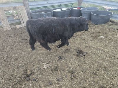 mini bull Scottish highlander