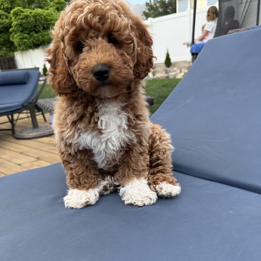 Poodle puppies