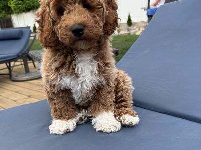Poodle puppies