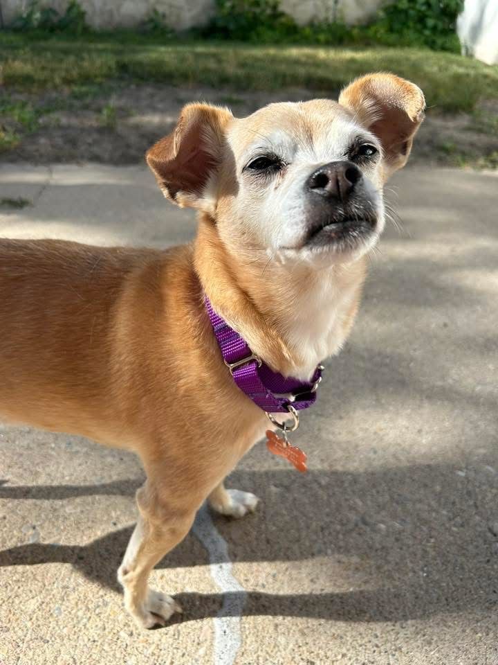 This Sweet Senior Boy Needs a Home!