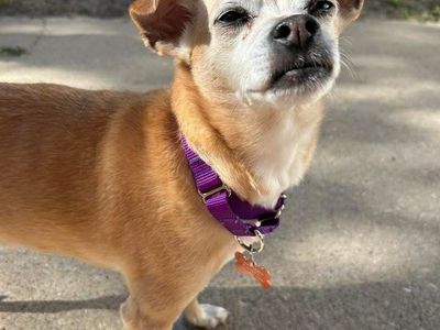 This Sweet Senior Boy Needs a Home!