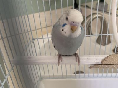 Free talking parakeet budgie