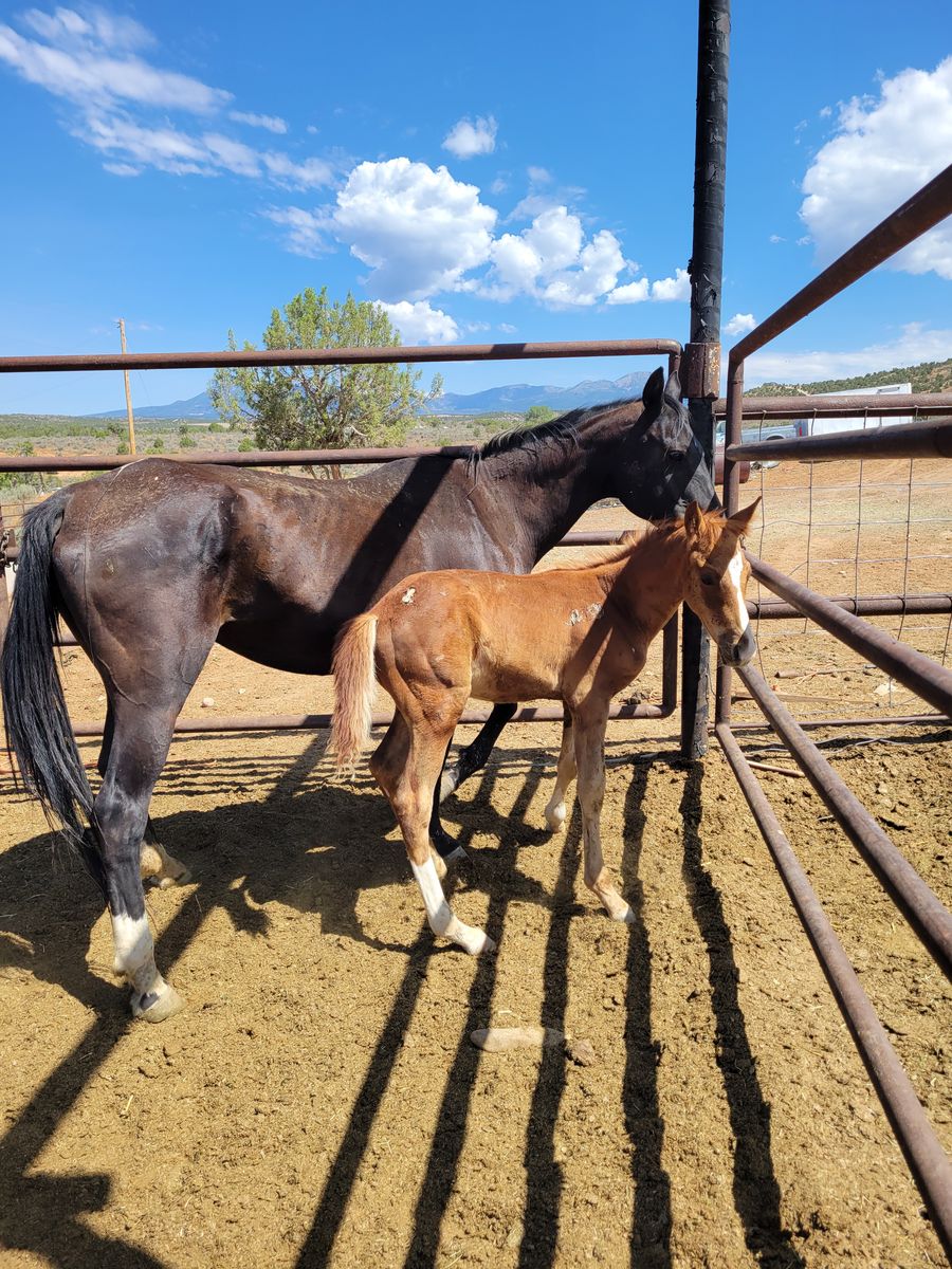 Mare/foal