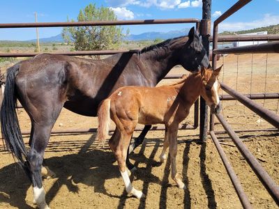 Mare/foal