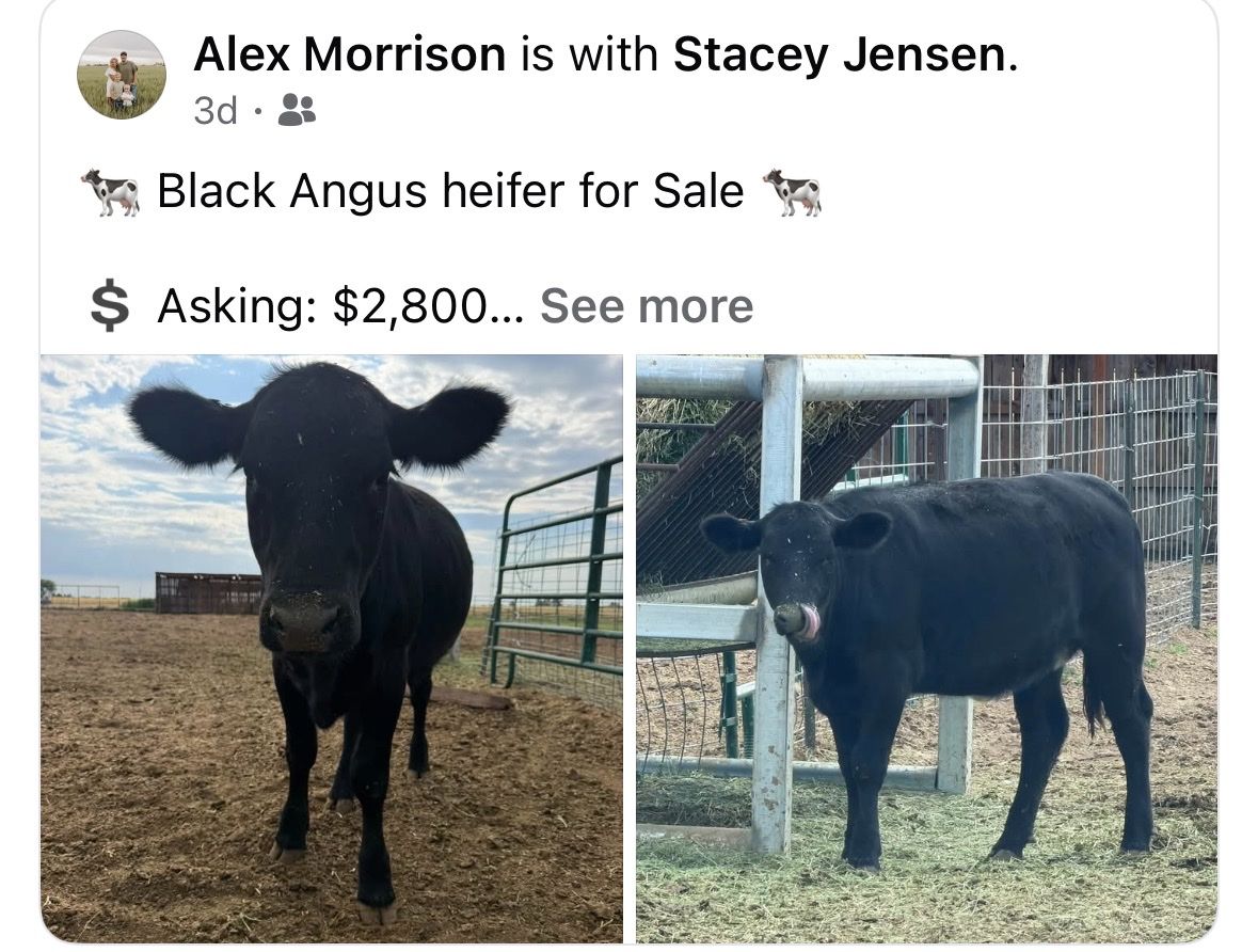 Black Angus Heifer for Sale - Healthy & Ready for Your Herd