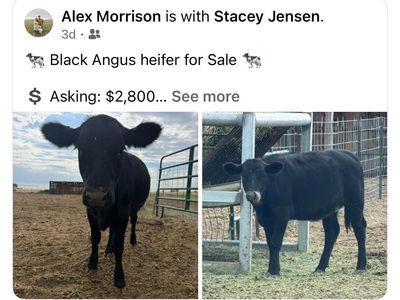 Black Angus Heifer for Sale - Healthy & Ready for Your Herd
