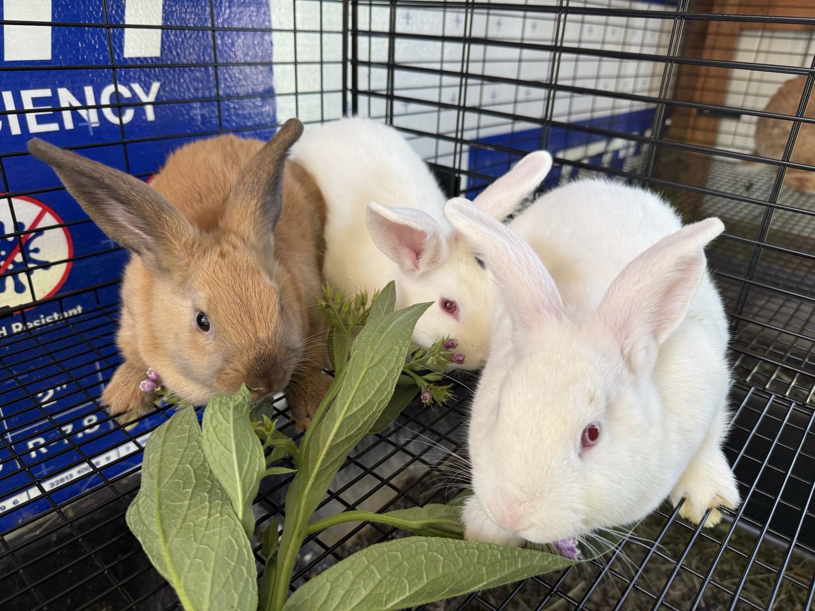 New Zealand Rabbits - White and Brown Kits
