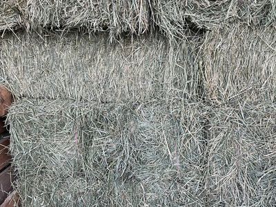 Small Bale Grass Hay
