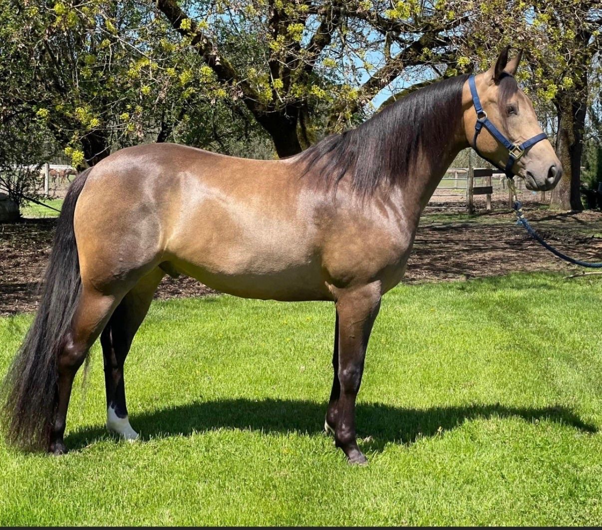 Talented 7-Year-Old Half-Arabian Gelding