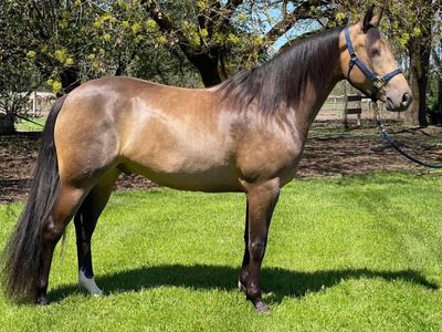 Talented 7-Year-Old Half-Arabian Gelding