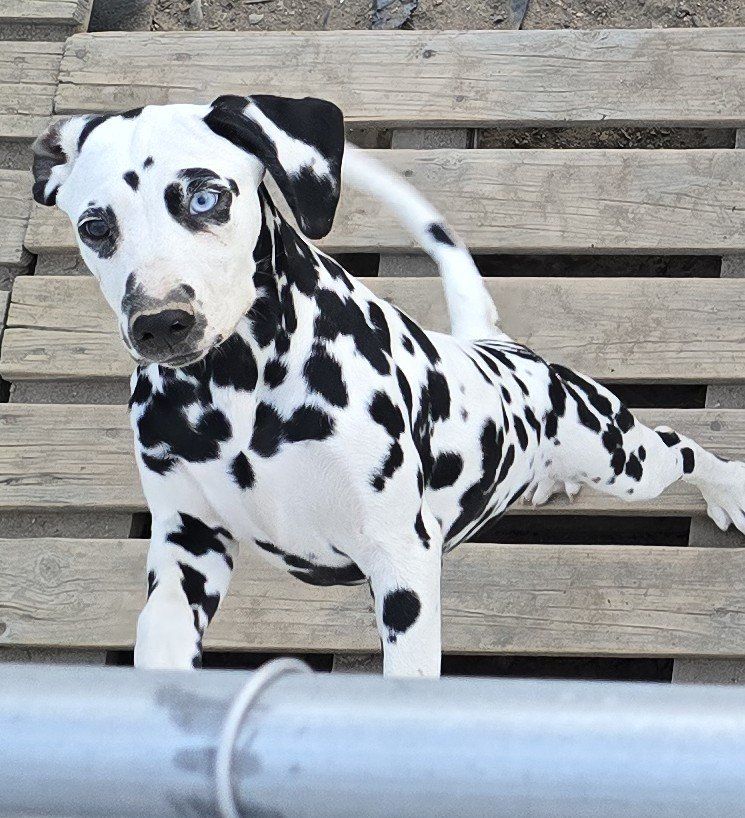 Adorable Dalmatian Puppies
