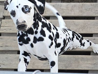 Adorable Dalmatian Puppies