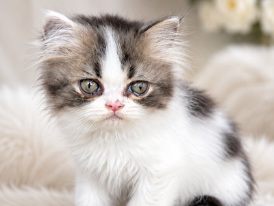 Purebred Registered Persian Kittens