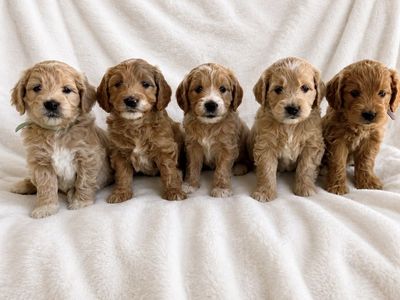 Mini Goldendoodle puppies ready soon