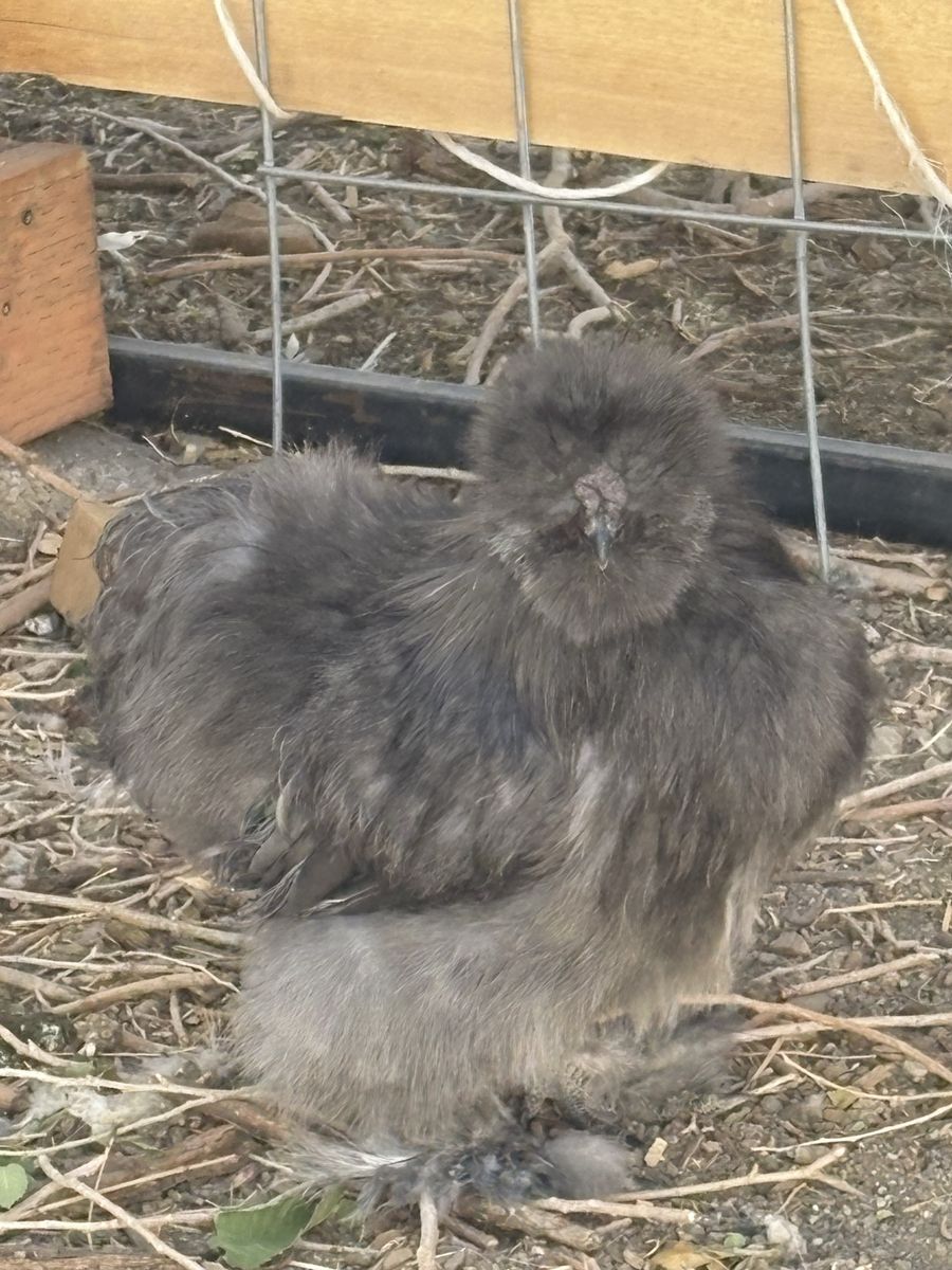 FREE 6 month old Blue Silkie Roosters