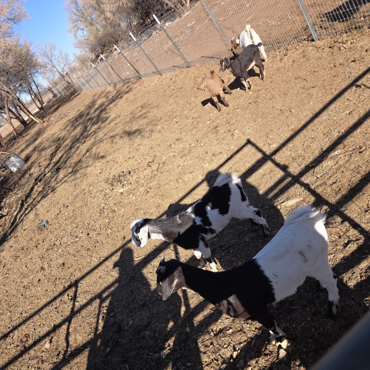 tie goats