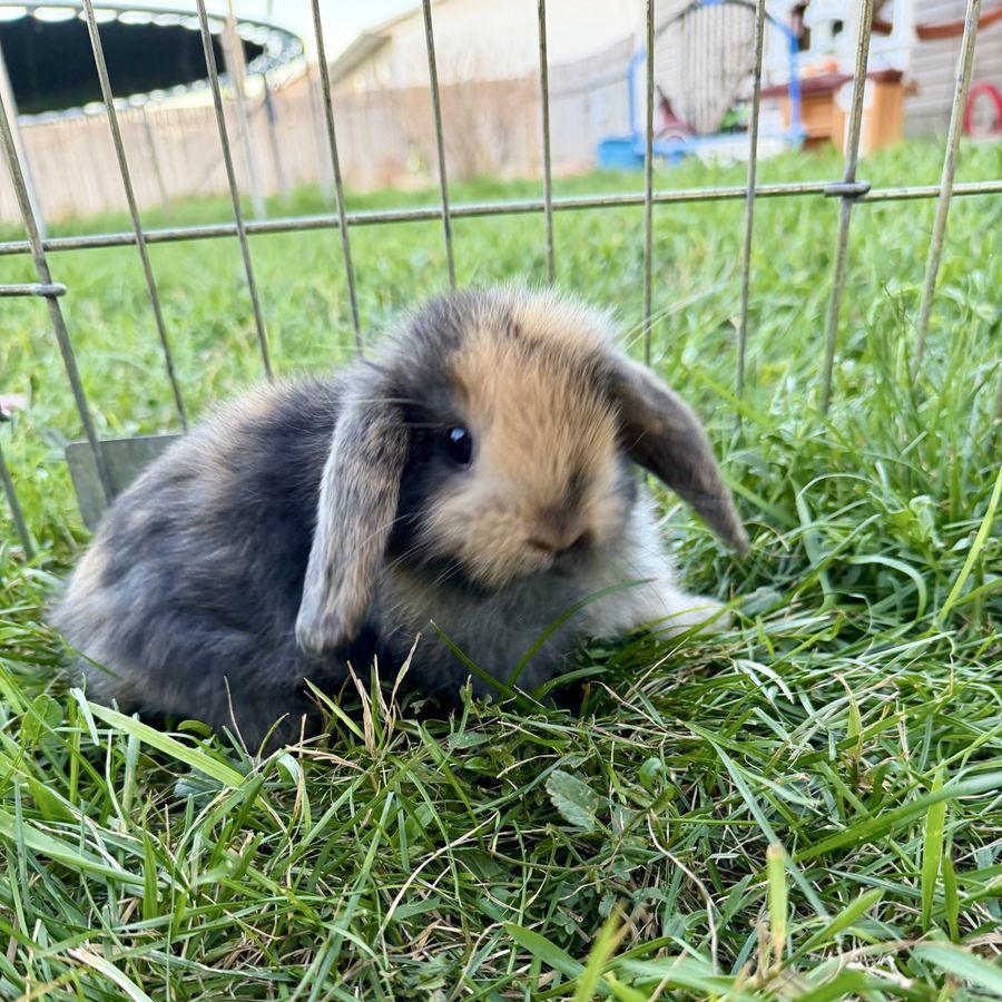 Holland Lop Buck