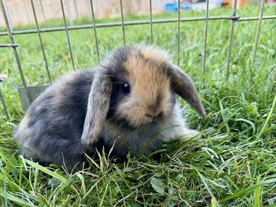 Holland Lop Buck