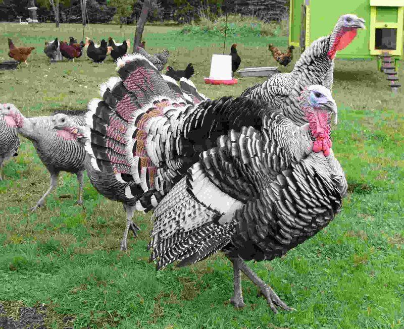 Nargansette turkey poults