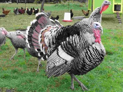 Nargansette turkey poults