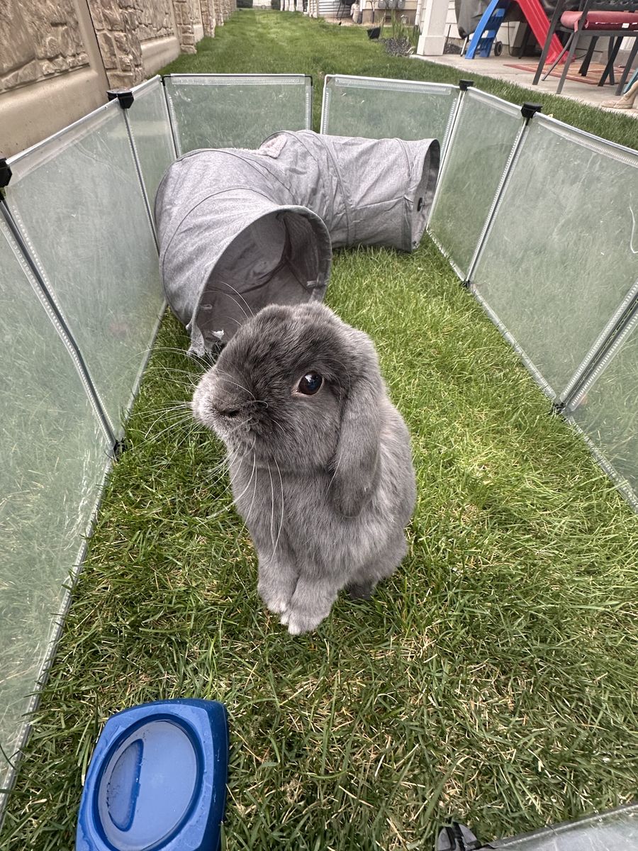 Friendly Bunny for Sale