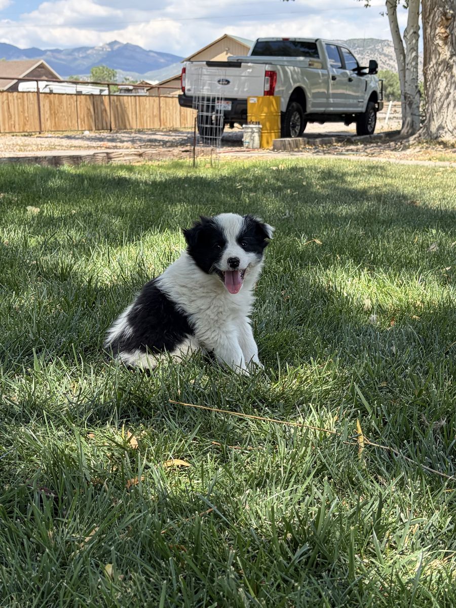 2 Aussie and 3 border collie heeler puppies