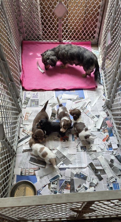 AKC Longhair Dachshunds