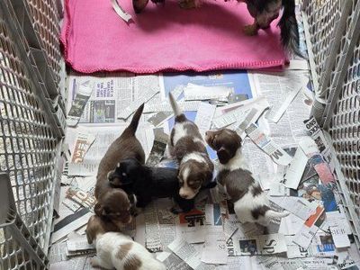 AKC Longhair Dachshunds