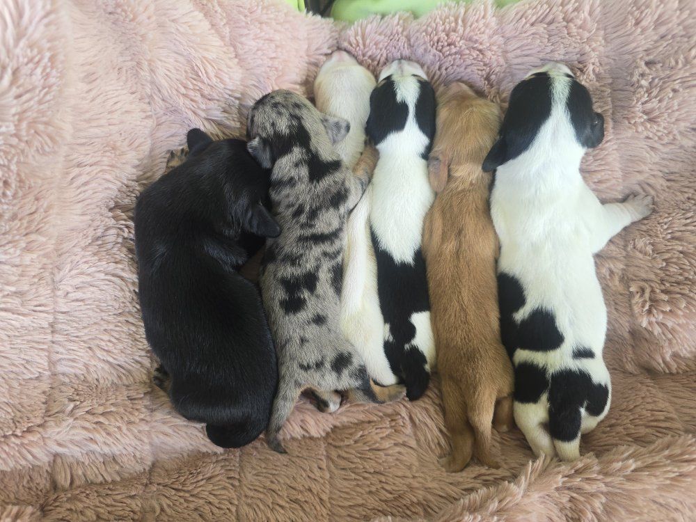 Dachshund Puppies 