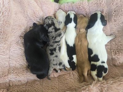Dachshund Puppies