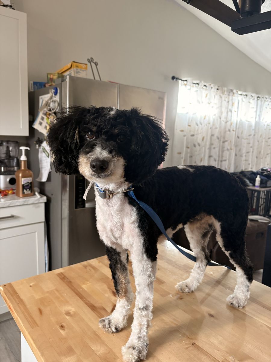 Mini Aussiedoodle