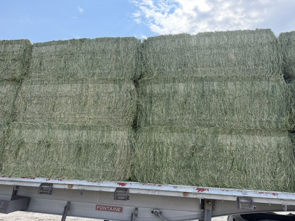 3rd Crop Alfalfa