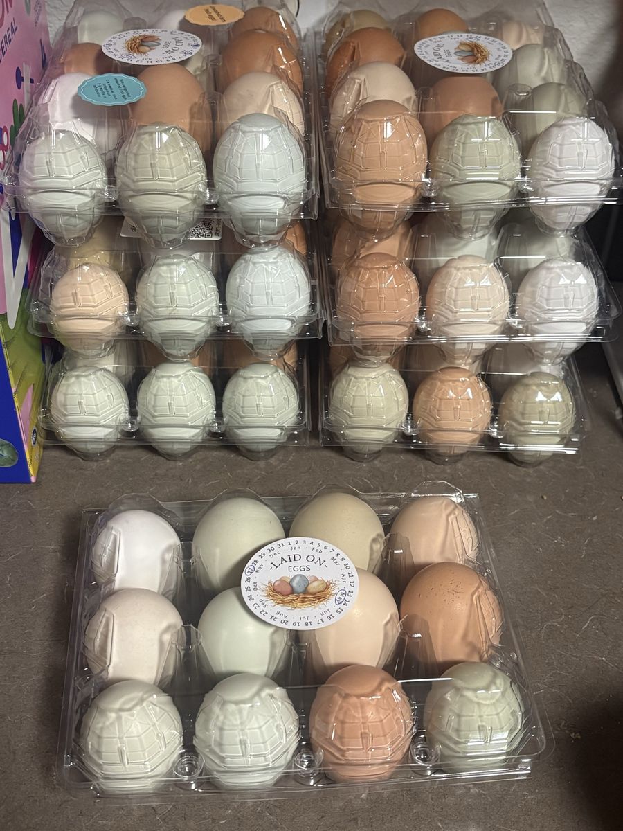 Fresh eggs