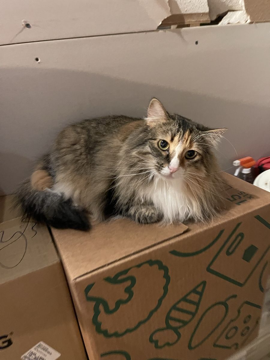 FREE cats to good home