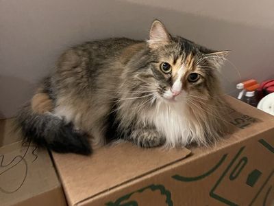 FREE cats to good home