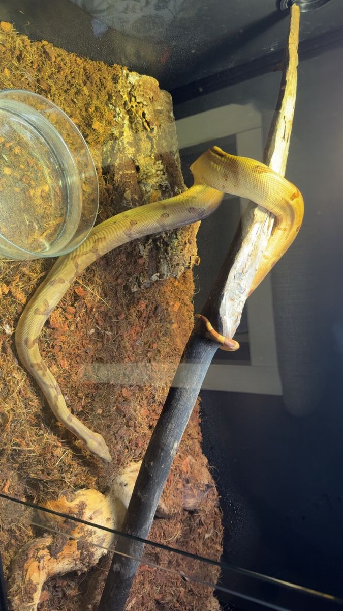 Hypo red tail boa
