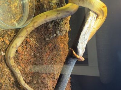 Hypo red tail boa