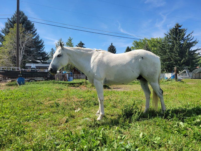 Grey Ghost paint AQHA grade Gelding.