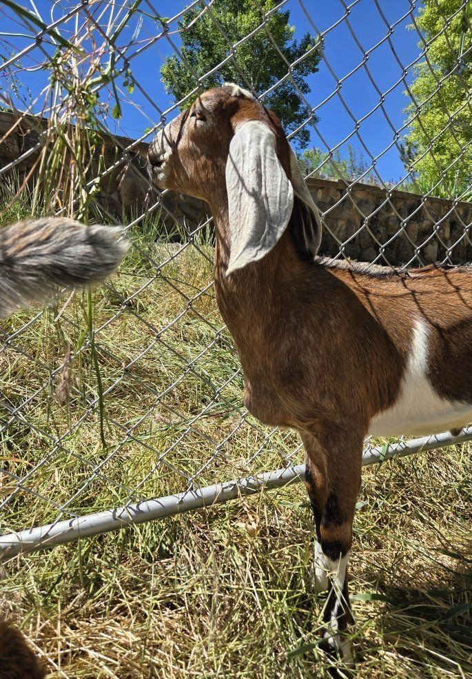 2 Nubian Wether goats, Friendly! disbudded. weed eaters.  companion goat