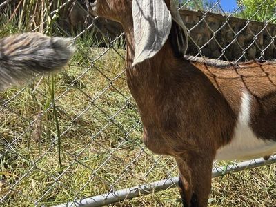 2 Nubian Wether goats, Friendly! disbudded. weed eaters. companion goat