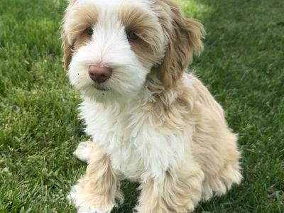 GORGEOUS Multigenerational Australian Labradoodle