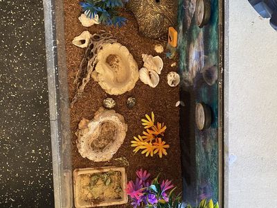 Hermit Crab Enclosure